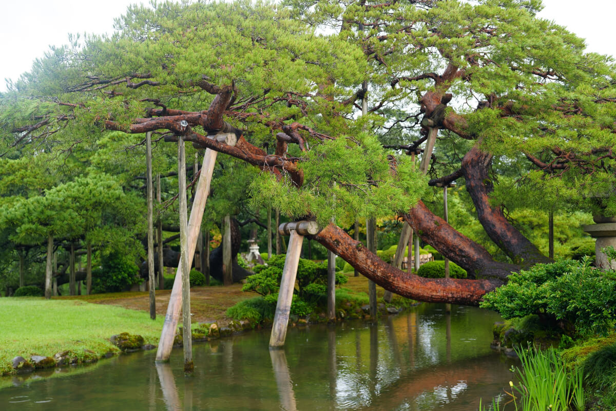 兼六園徽軫灯籠霞ヶ池写真