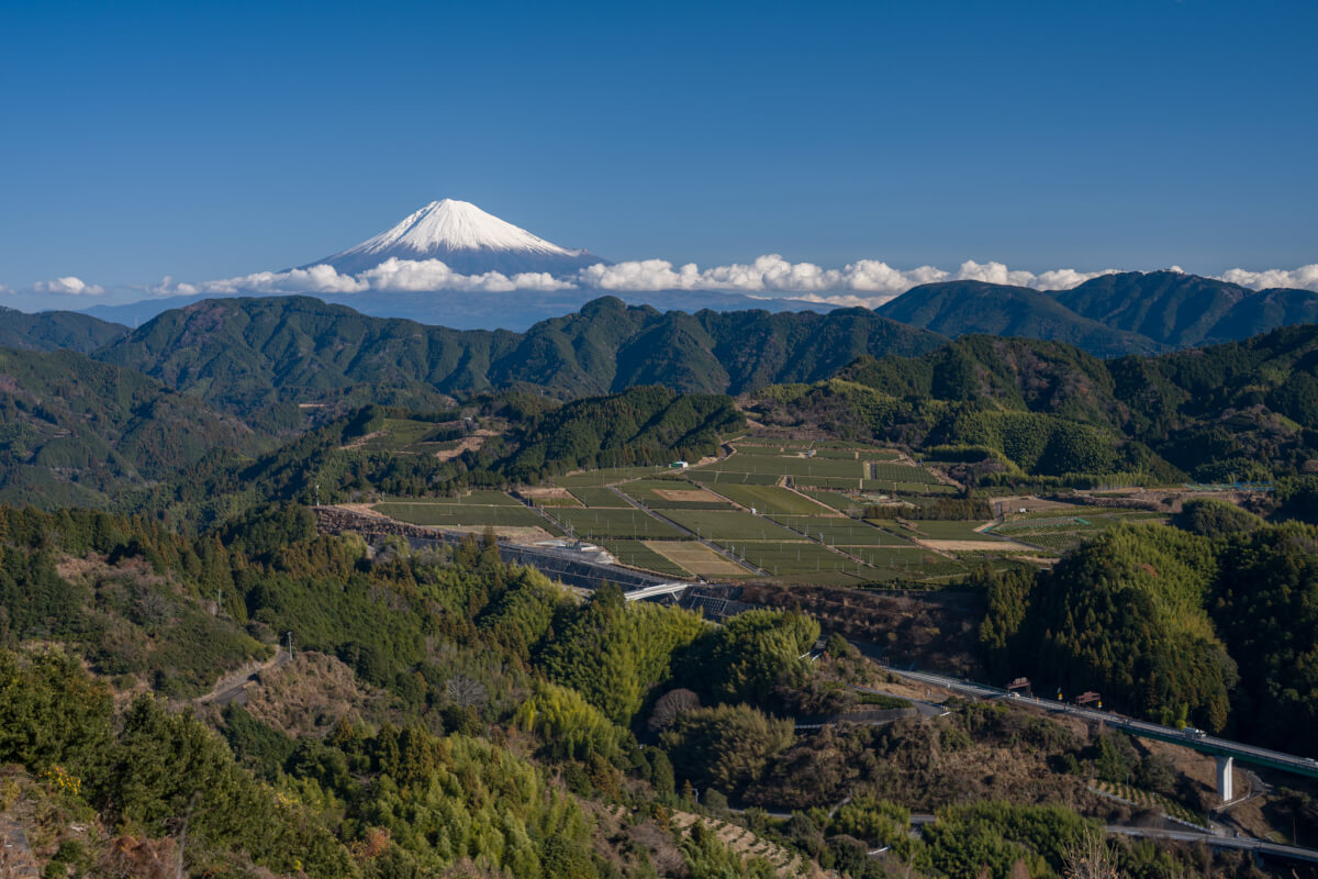 吉原の富士山と茶畑写真撮影静岡市清水区