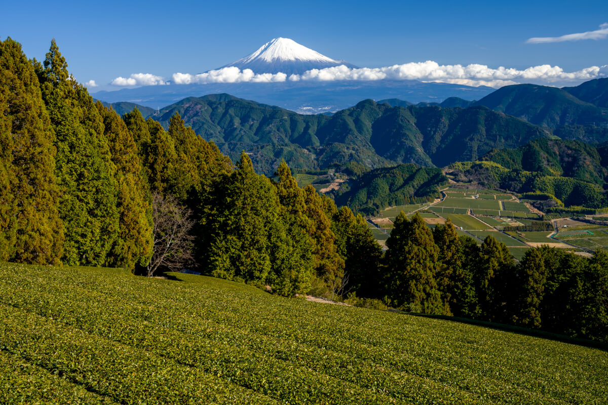 吉原の富士山と茶畑写真撮影静岡市清水区