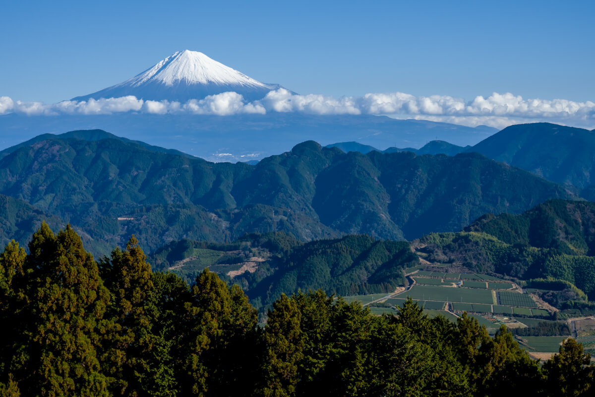 吉原の富士山と茶畑写真撮影静岡市清水区