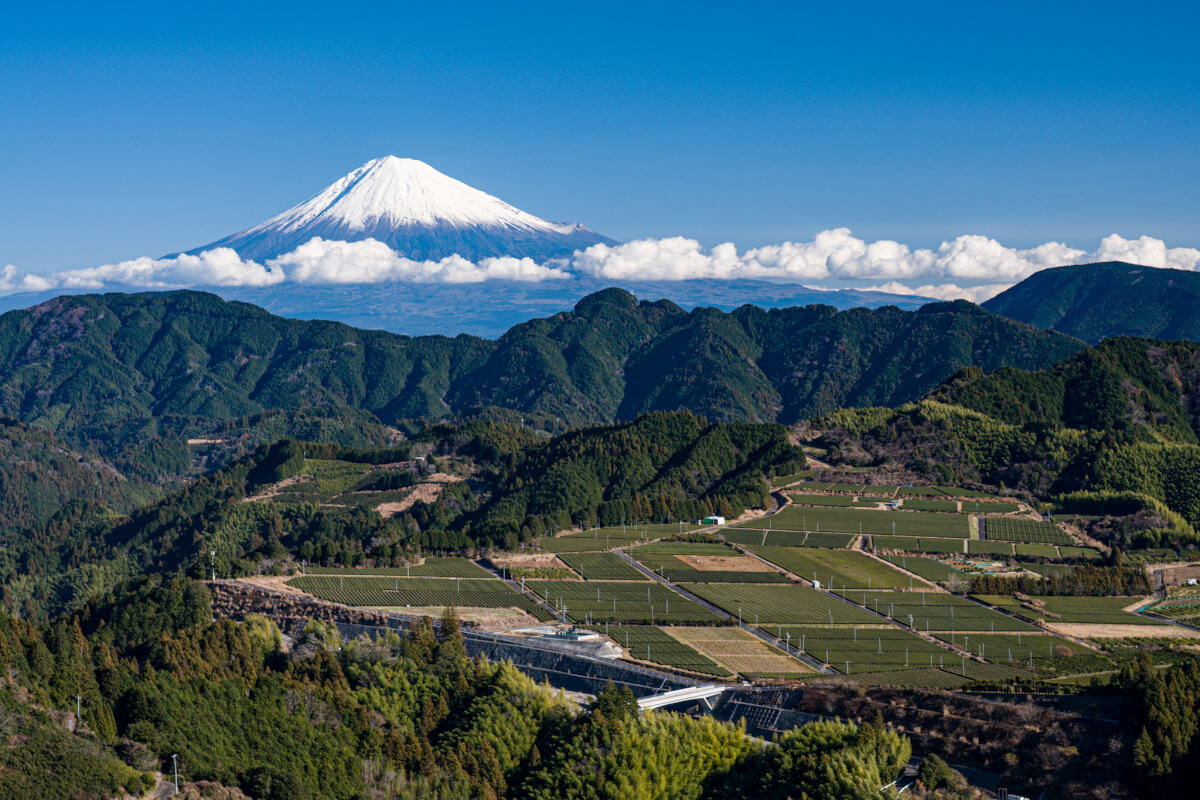 吉原の富士山と茶畑写真撮影静岡市清水区