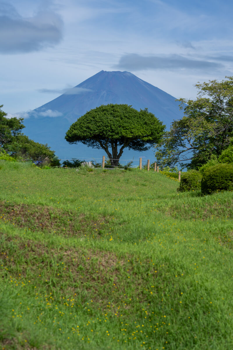 夏撮影の富士山山中城