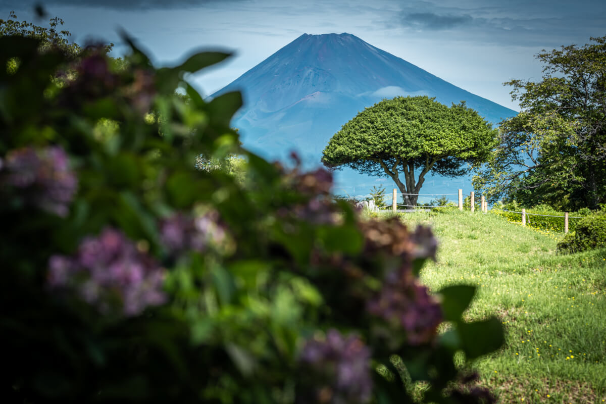 夏撮影の富士山山中城