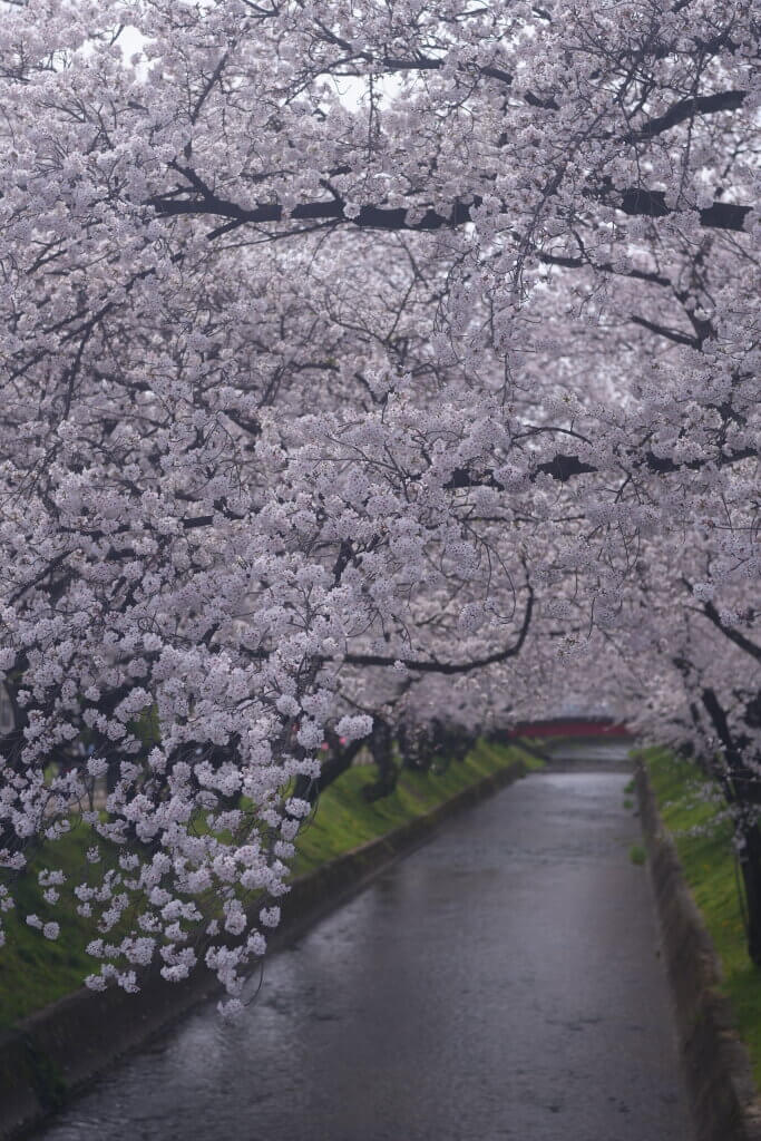 大口五条川の桜並木と和舟係留