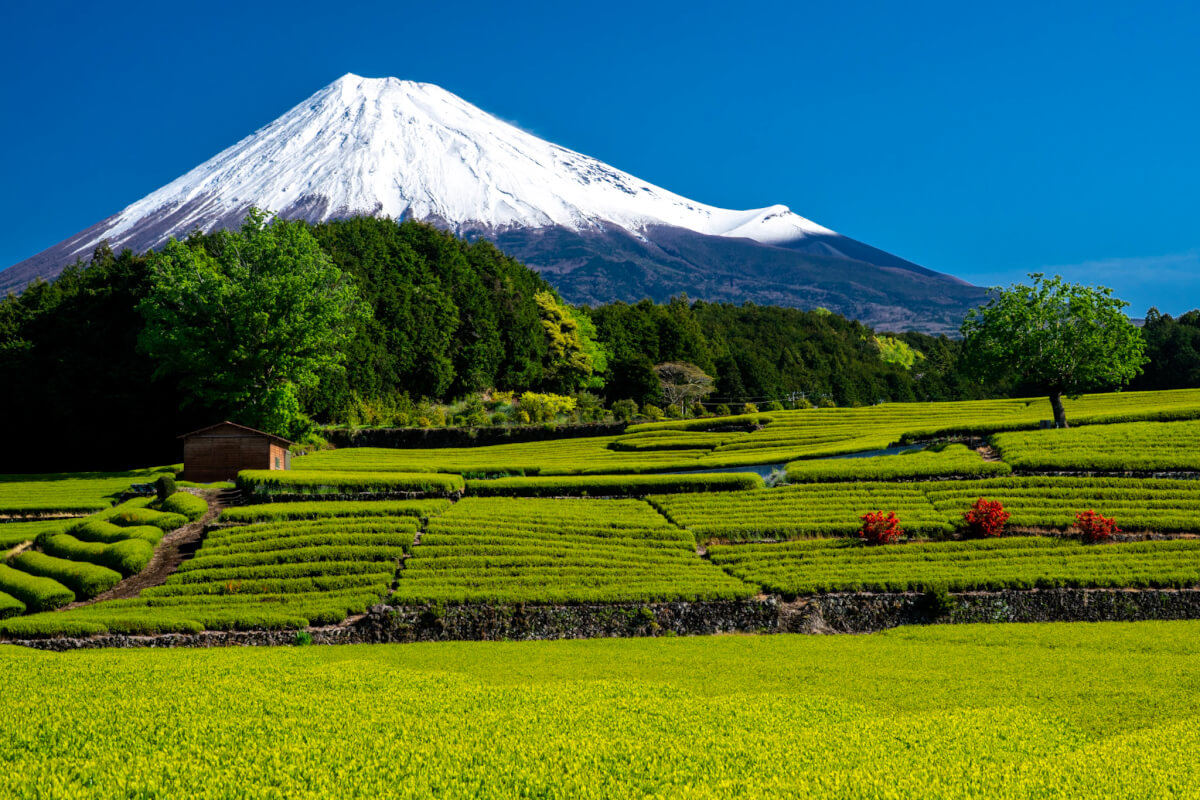 大淵笹場お茶まつり2025写真