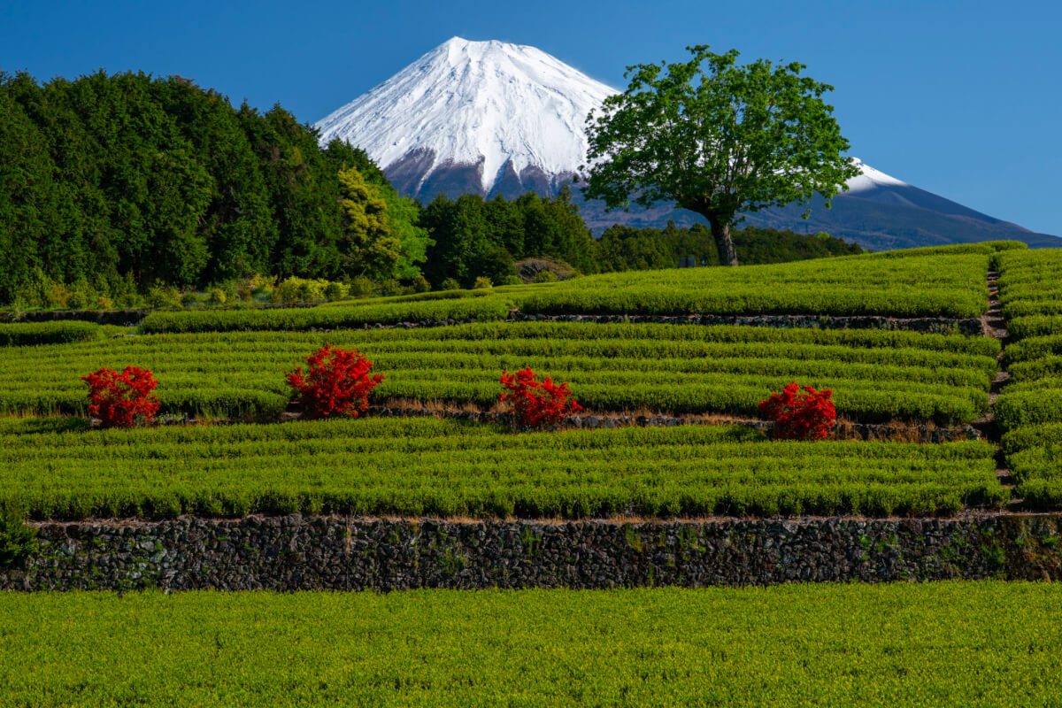 大淵笹場お茶まつり2025写真
