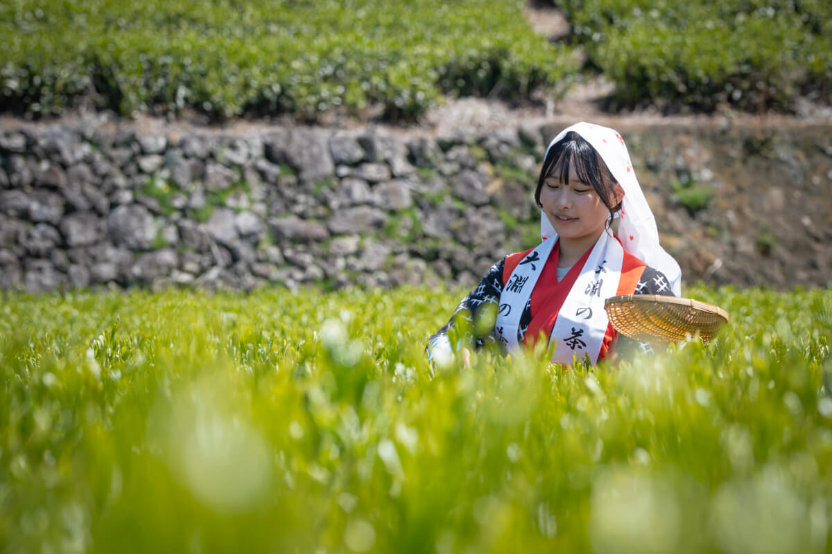 大淵笹場の茶娘写真