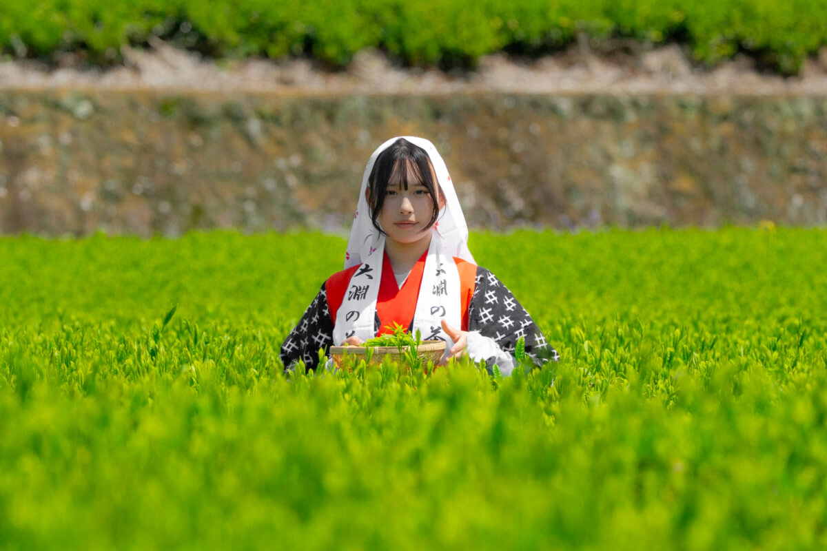 大淵笹場の茶娘写真