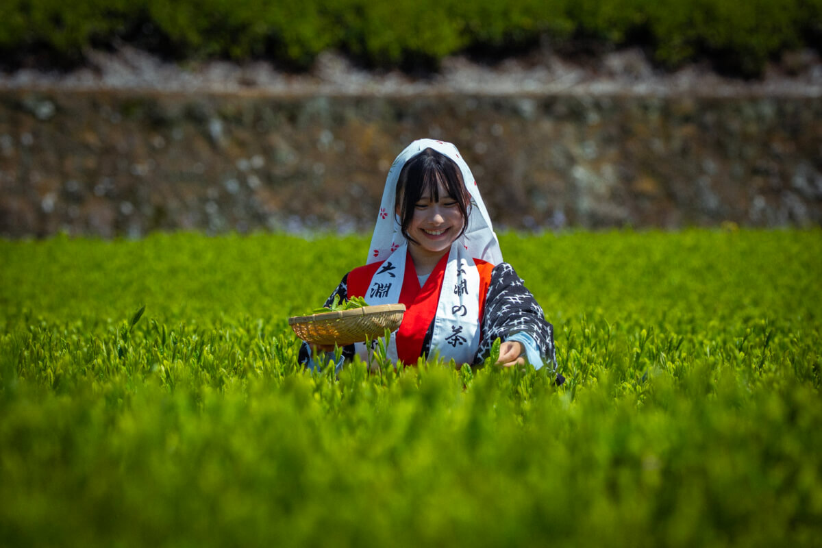 大淵笹場の茶娘写真