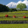 大淵笹場の茶畑/富士山写真