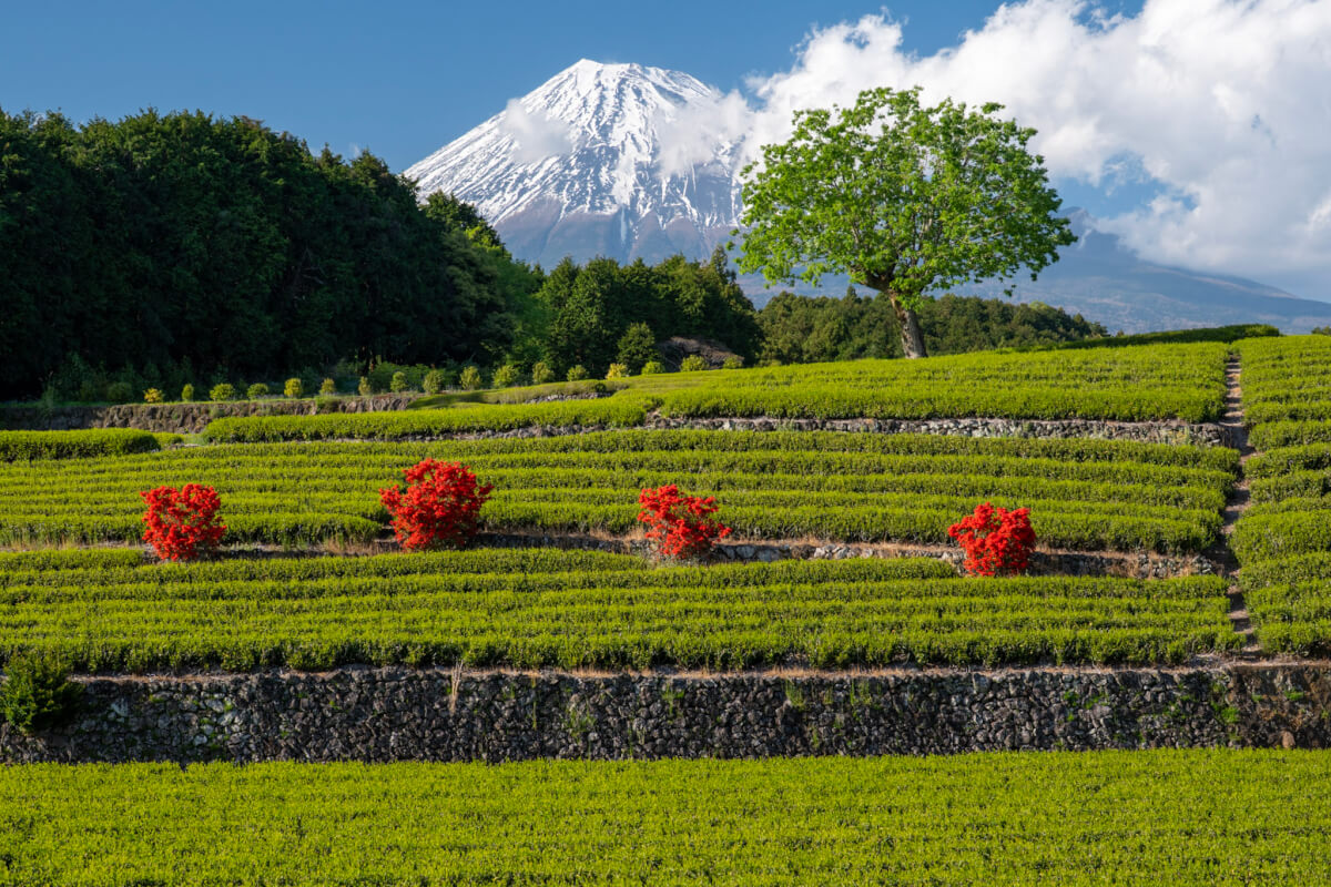 大淵笹場の茶畑/富士山写真