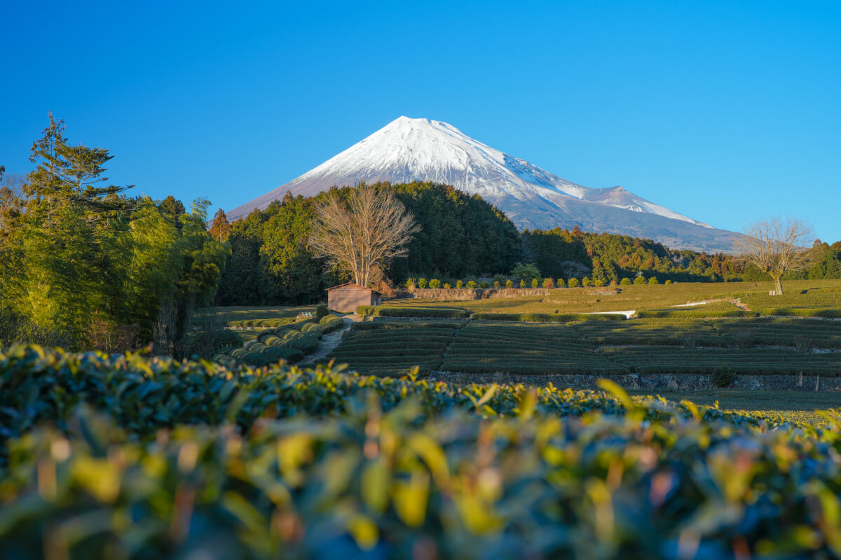 大淵笹場冬の茶畑富士山写真