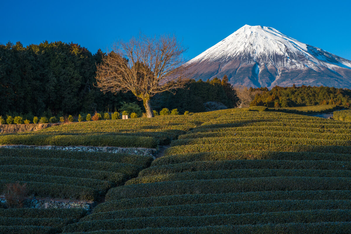 大淵笹場冬の茶畑富士山写真