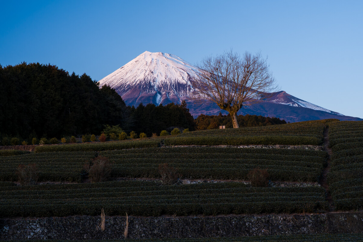 大淵笹場冬の茶畑富士山写真