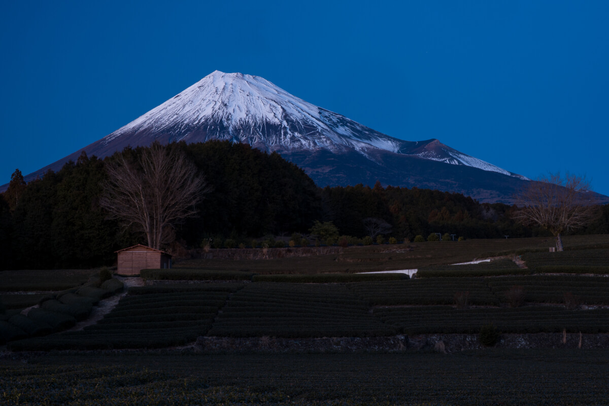 大淵笹場冬の茶畑富士山写真