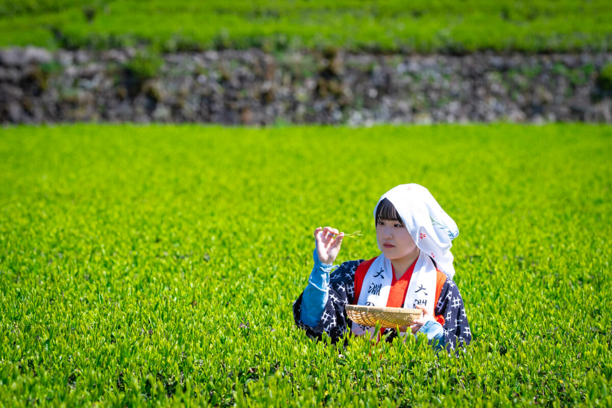 大淵笹場茶娘画像