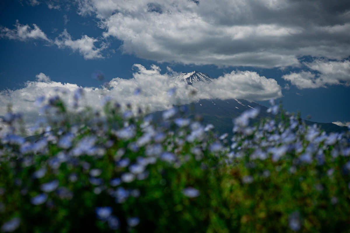 大石公園は富士山季節のお花写真撮影スポット