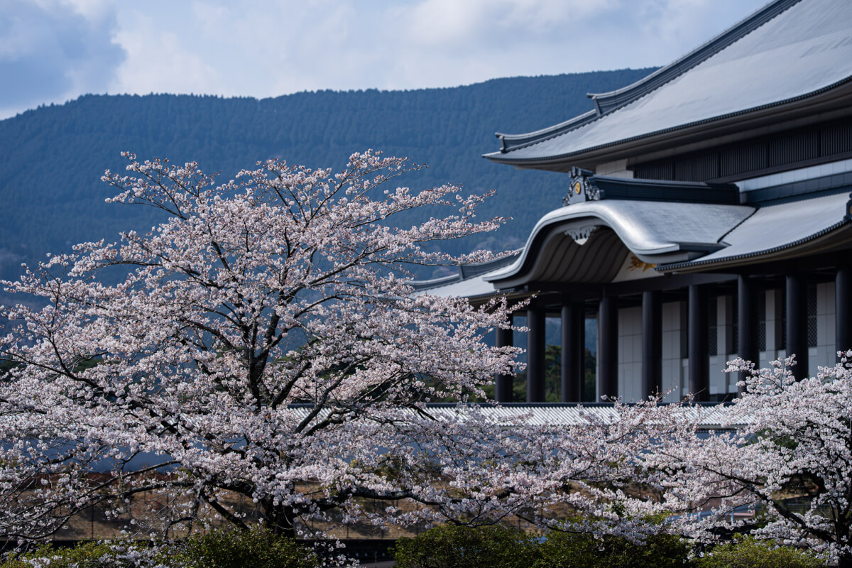 大石寺たいせきじ桜写真撮影スポット