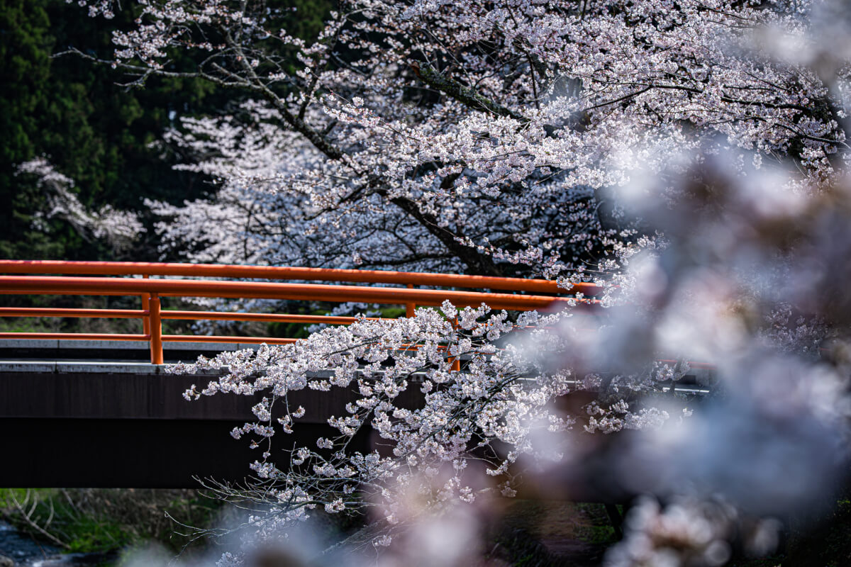 大石寺たいせきじ桜写真撮影スポット