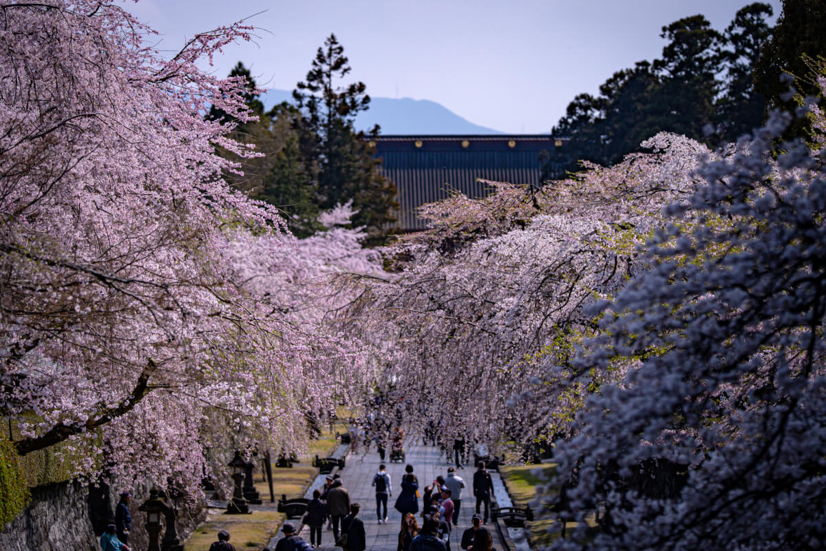 大石寺たいせきじ桜写真撮影スポット