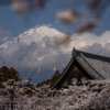 大石寺たいせきじ桜写真撮影スポット
