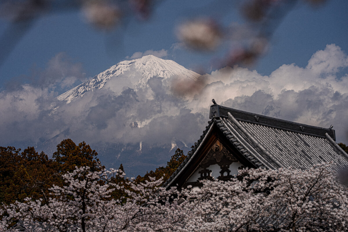 大石寺たいせきじ桜写真撮影スポット
