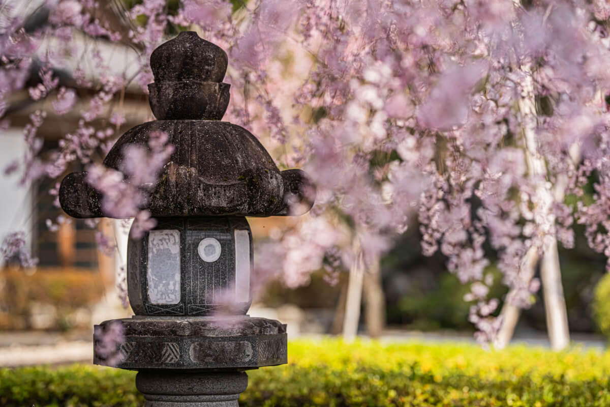 大石寺たいせきじ桜写真撮影スポット