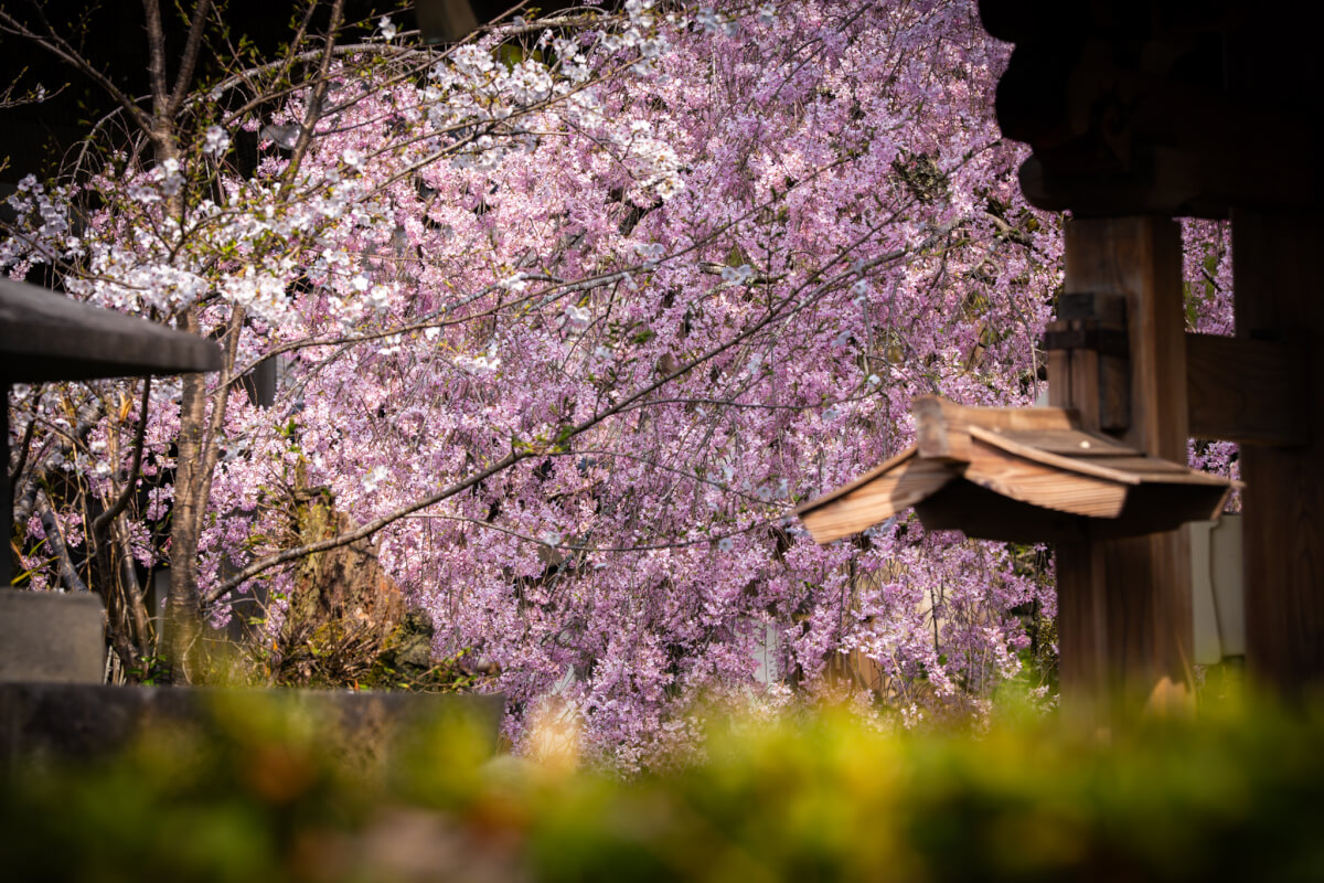 大石寺たいせきじ桜写真撮影スポット