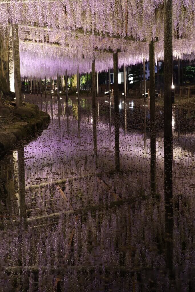 天王川公園の藤