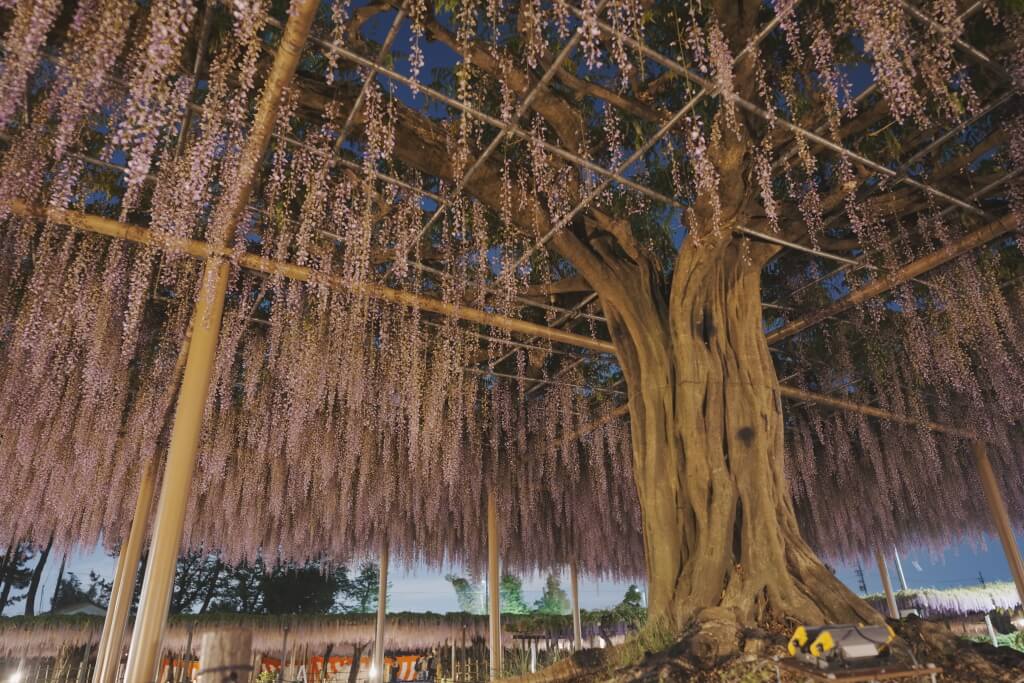 天王川公園の藤