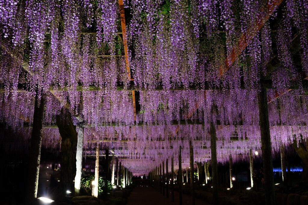 天王川公園の藤