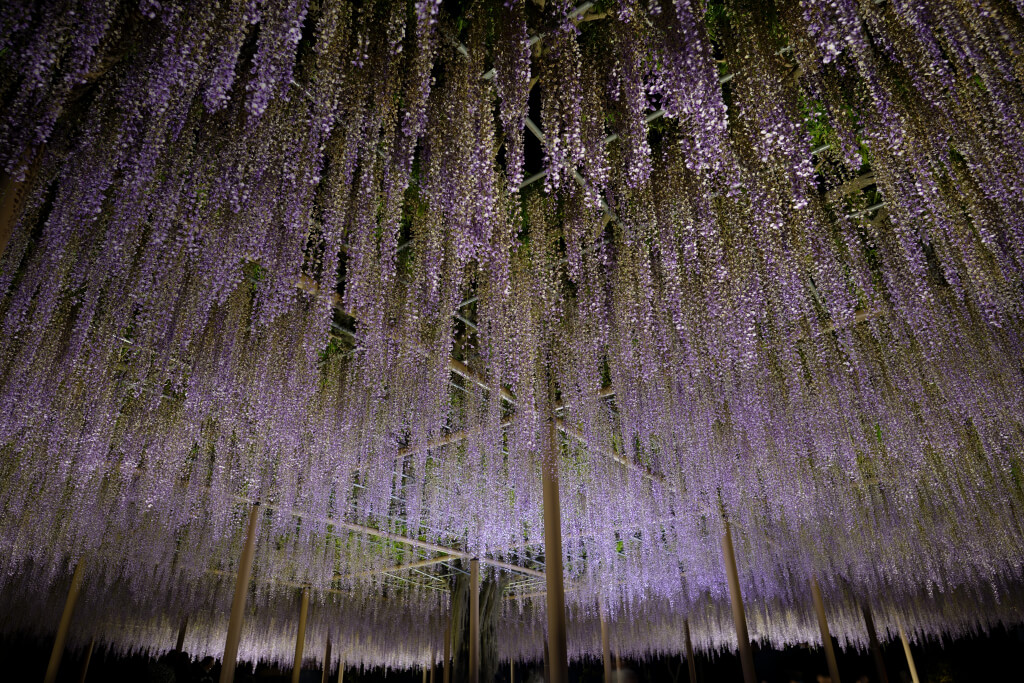 天王川公園の藤