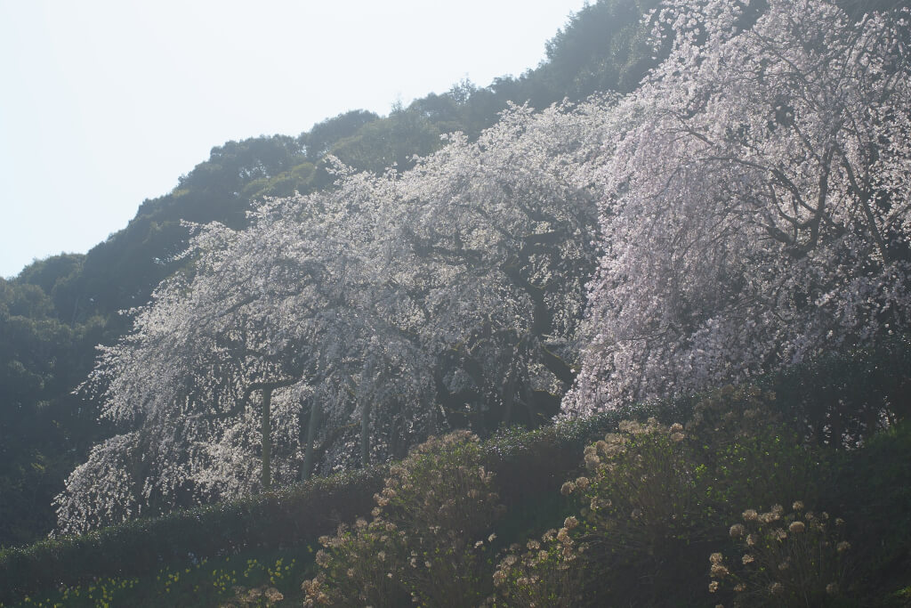 奥山田しだれ桜写真
