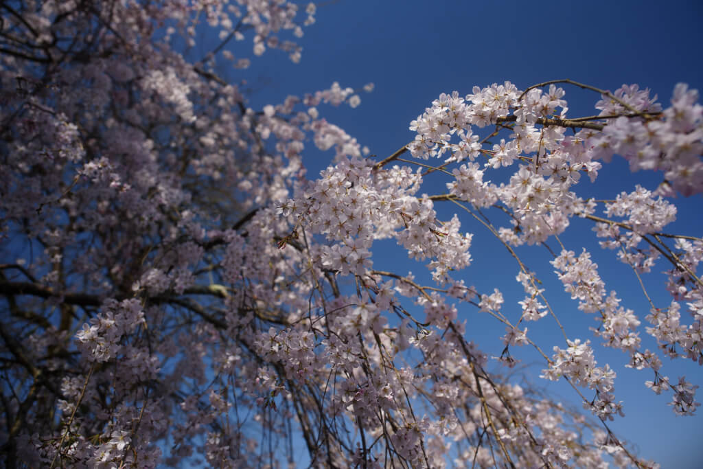 奥山田しだれ桜写真
