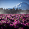 富士芝桜まつり写真本栖湖リゾート