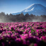 富士芝桜まつり写真本栖湖リゾート