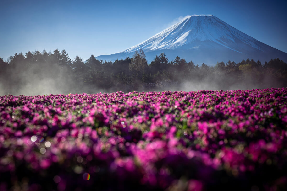 富士芝桜まつり写真本栖湖リゾート