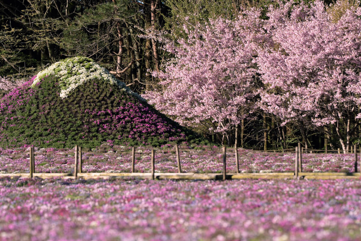 富士芝桜まつり写真本栖湖リゾート
