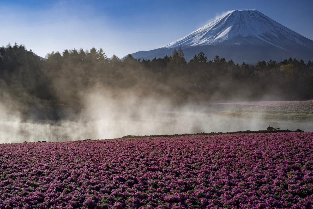 富士芝桜まつり写真本栖湖リゾート