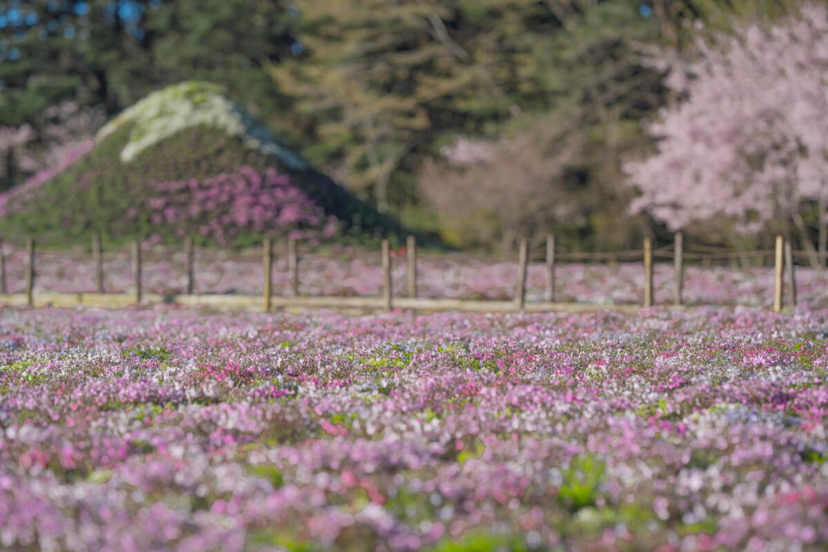 富士芝桜まつり写真本栖湖リゾート
