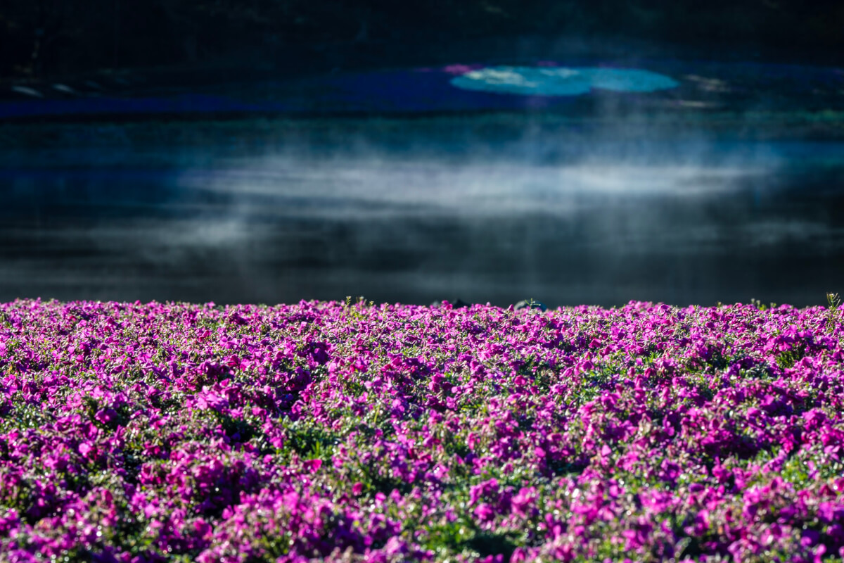 富士芝桜まつり写真本栖湖リゾート