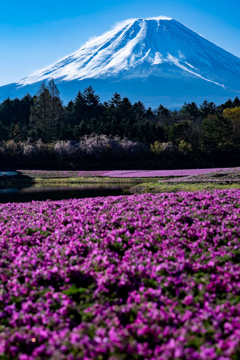 富士芝桜まつり写真本栖湖リゾート