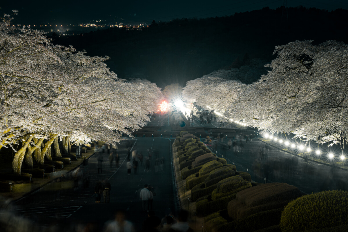 富士霊園の桜ライトアップ写真撮影
