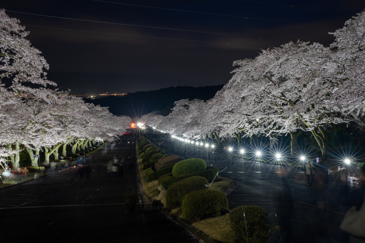 富士霊園の桜ライトアップ写真撮影