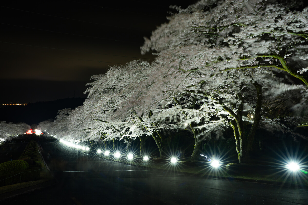 富士霊園の桜ライトアップ写真撮影