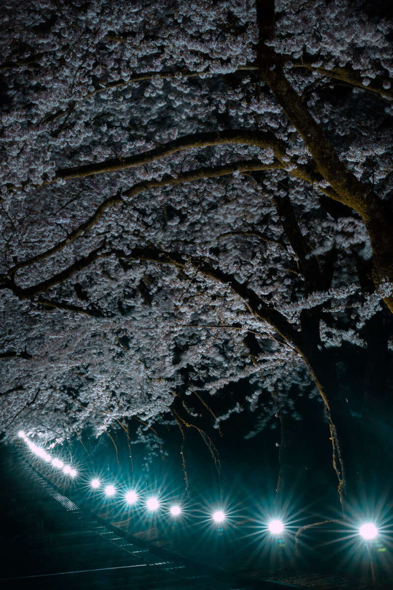 富士霊園の桜ライトアップ写真撮影