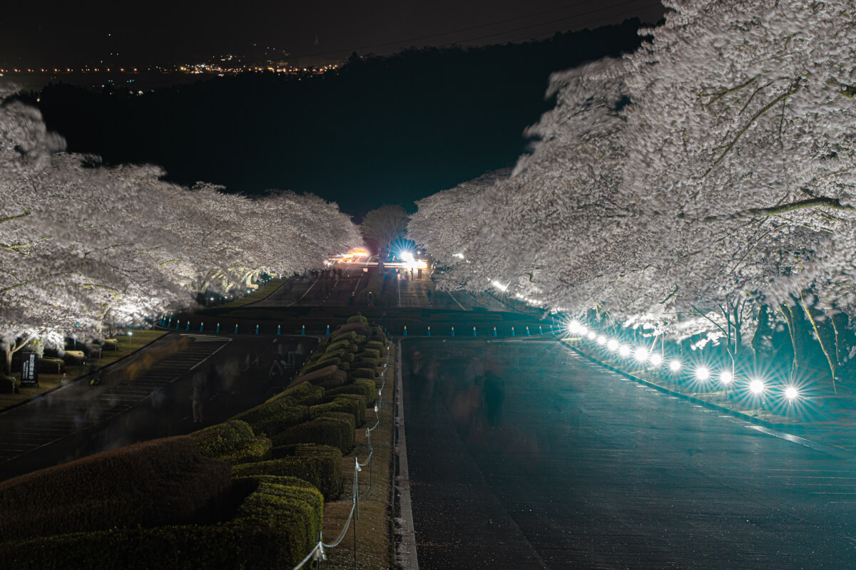 富士霊園の桜ライトアップ写真撮影