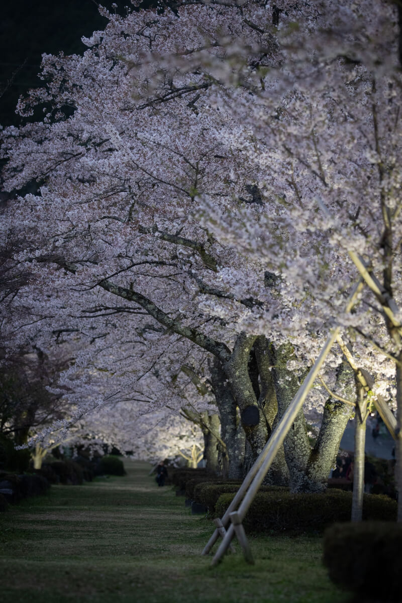 富士霊園の桜ライトアップ写真撮影