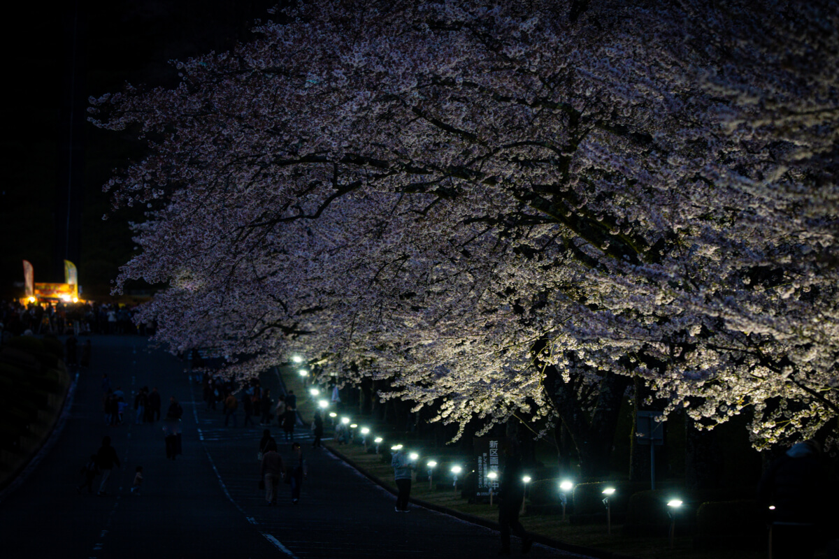 富士霊園の桜ライトアップ写真撮影
