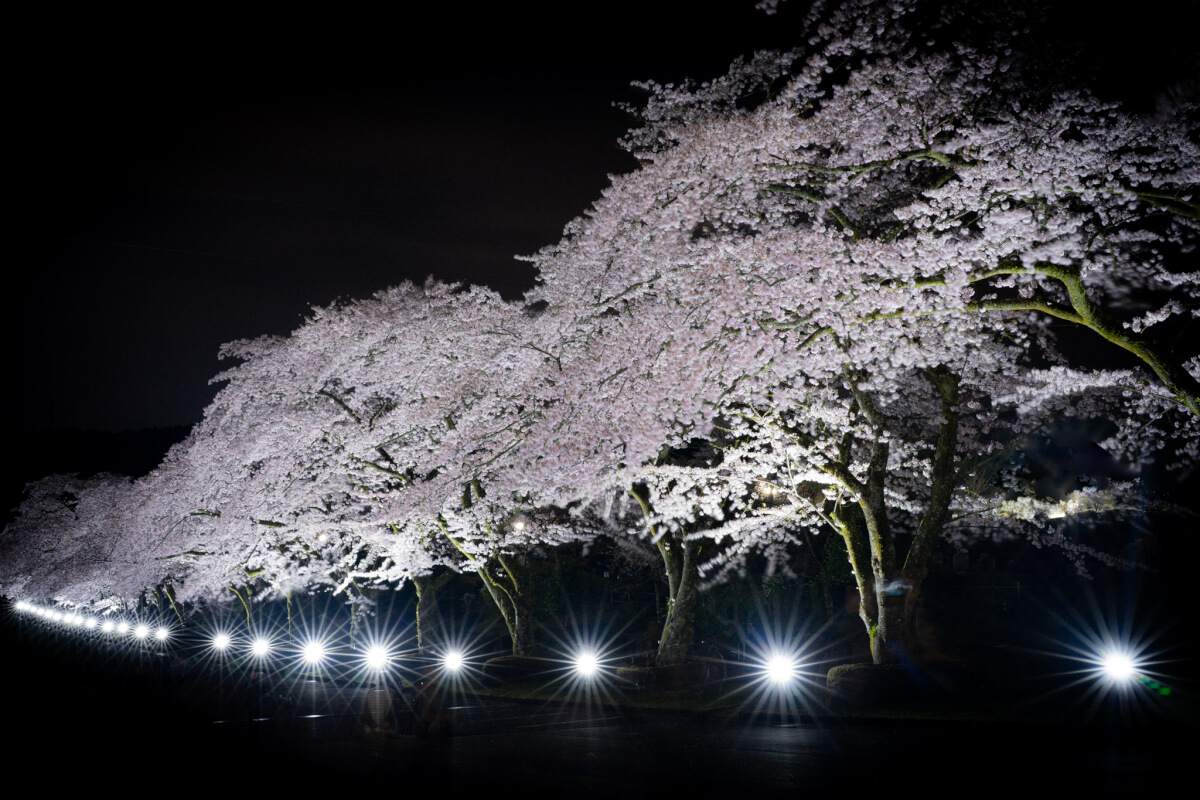 富士霊園の桜ライトアップ写真撮影
